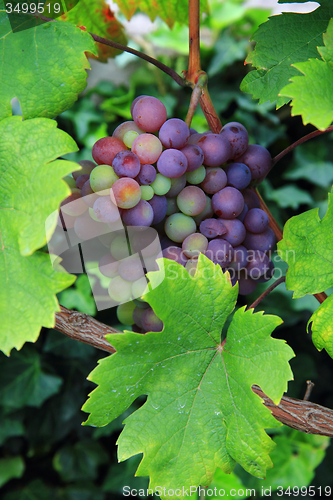 Image of red grapes