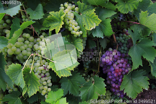 Image of red and white grapes