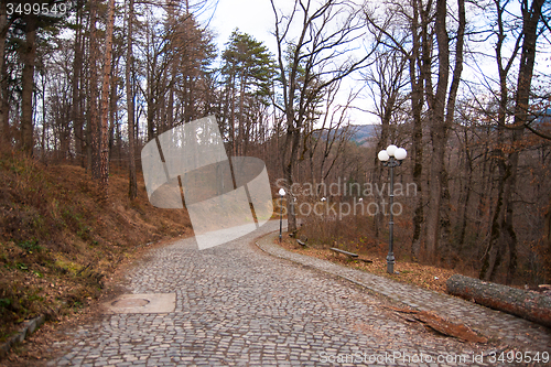 Image of Road in a snow forest