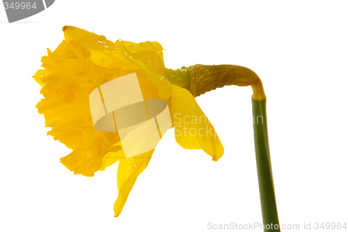 Image of Yellow daffodil