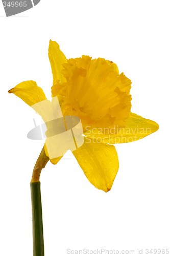 Image of Daffodil