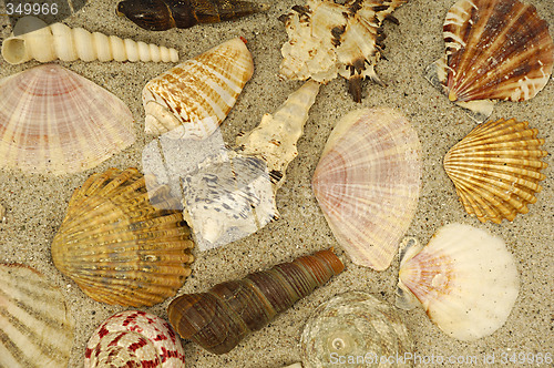 Image of Shells in the sand