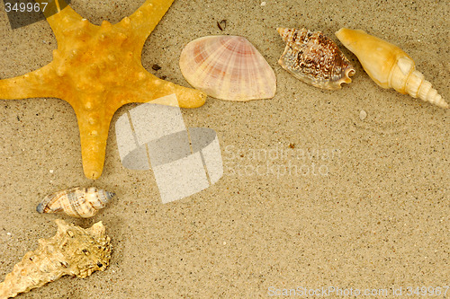 Image of Starfish and shells
