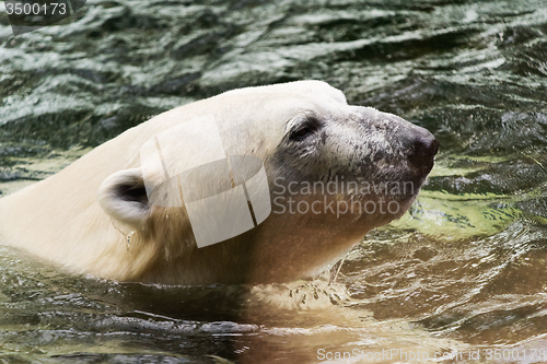 Image of Polar bear