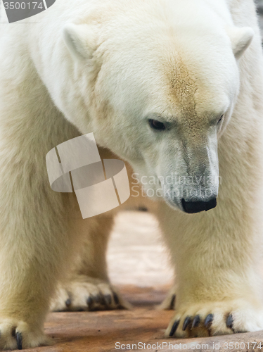 Image of Polar bear