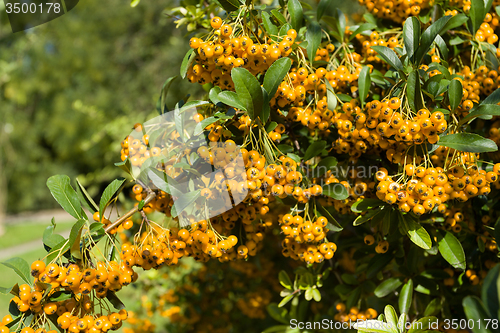 Image of Sea buckthorn branch, close-up (Hippophae rhamnoides)