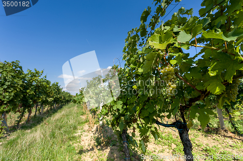 Image of Vineyards under Palava. Czech Republic