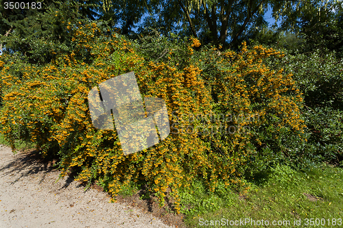 Image of Sea buckthorn branch, close-up (Hippophae rhamnoides)