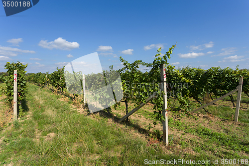 Image of Vineyards under Palava. Czech Republic