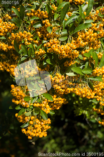 Image of Sea buckthorn branch, close-up (Hippophae rhamnoides)