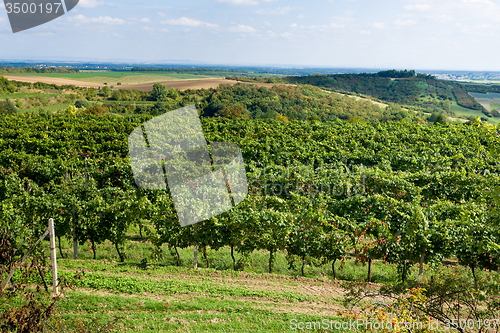 Image of Vineyards under Palava. Czech Republic