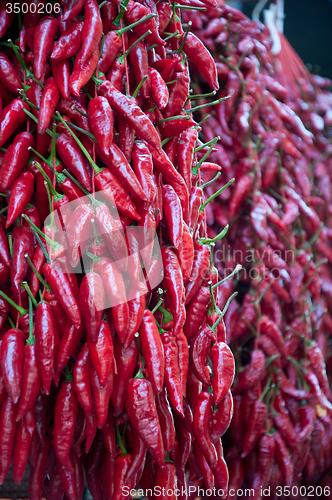 Image of Rows of red hot pepper ready for sale