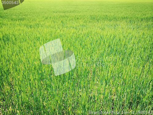 Image of Green wheat field in sunlight
