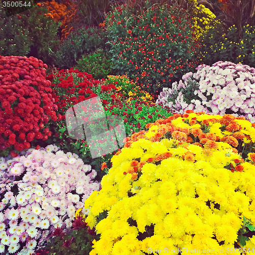 Image of Beautiful autumn chrysanthemums