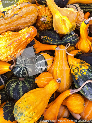 Image of Colorful variety of gourds and squashes