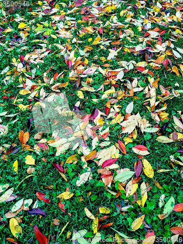 Image of Bright autumn leaves on green lawn