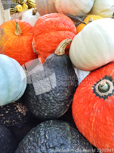 Image of Colorful autumn squashes