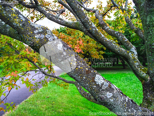 Image of Mossy tree in early autumn