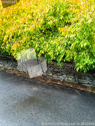 Image of Trees with colorful leaves growing near the road