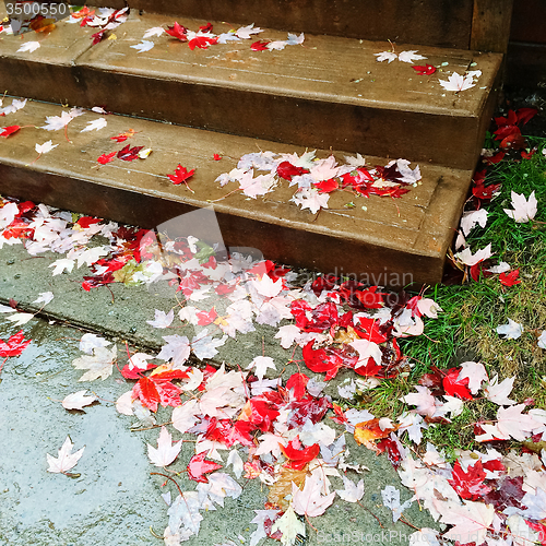 Image of Red maple leaves on stone steps