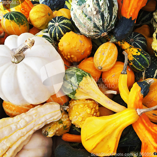 Image of Colorful squashes and gourds