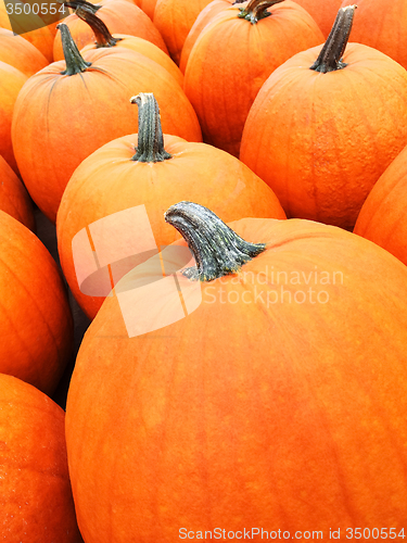 Image of Big orange pumpkins at the marketplace