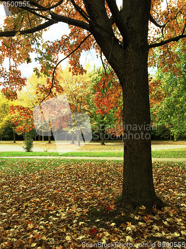 Image of Maple tree in autumn park