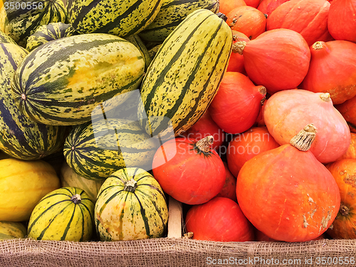 Image of Variety of squashes at the autumn market