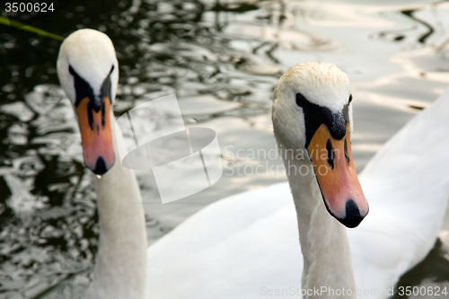 Image of White Swan 