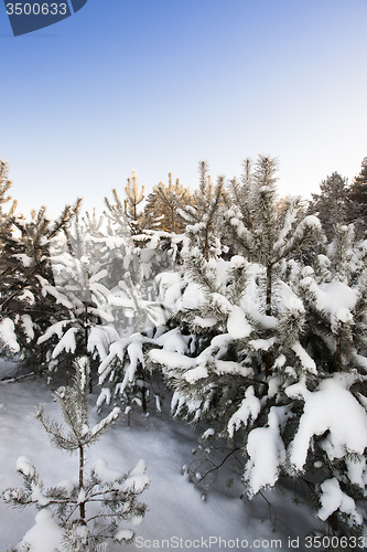 Image of trees   in winter
