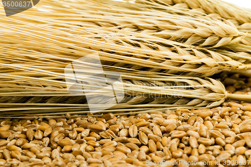 Image of wheat  