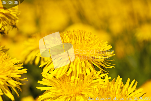 Image of dandelions  