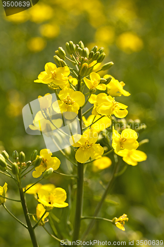 Image of blossoming colza  