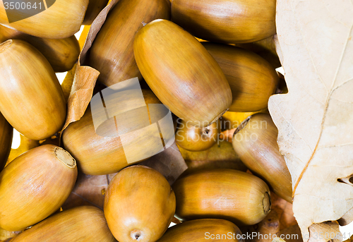 Image of   Walnut oak. Acorn