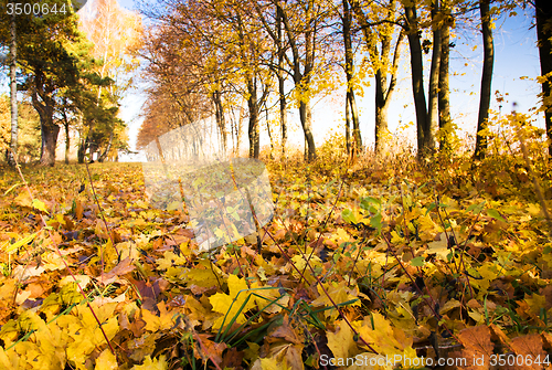 Image of   trees   in  autumn  