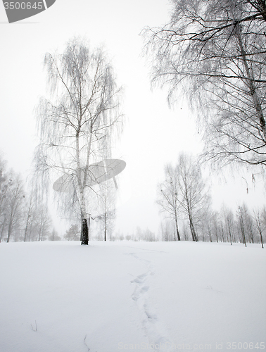 Image of winter forest 