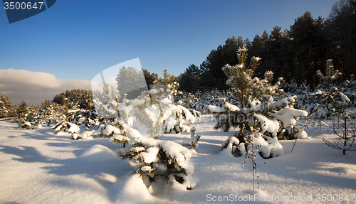 Image of forest plantation  