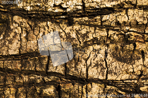 Image of palm tree bark 