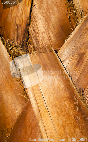 Image of palm tree bark  