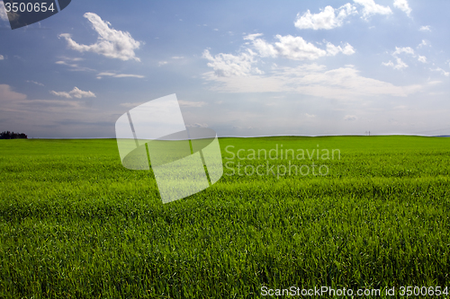 Image of  green unripe grains