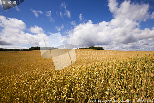 Image of harvesting 