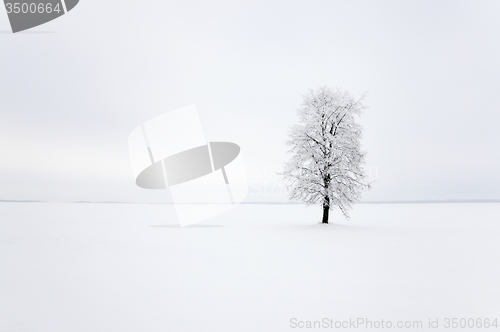 Image of tree in the field 