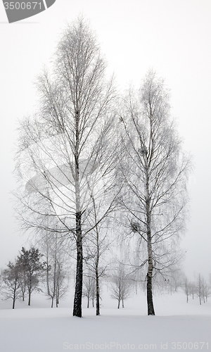 Image of trees   in winter