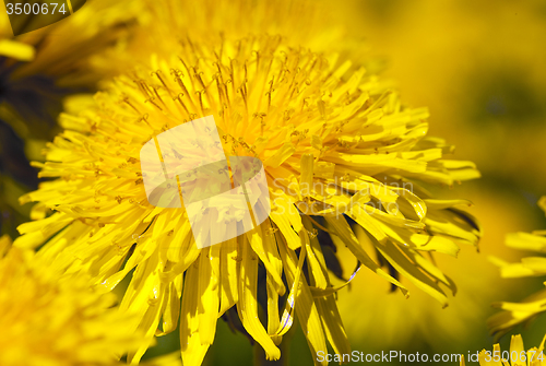 Image of dandelions 