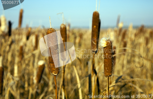 Image of canes  