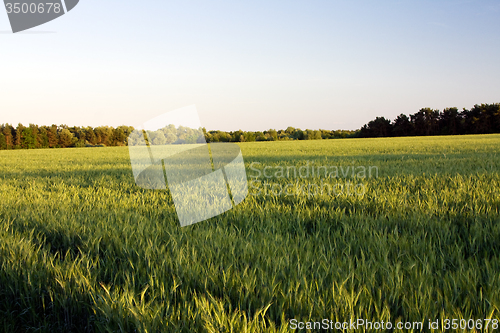 Image of  green unripe grains