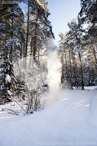 Image of trees   in winter