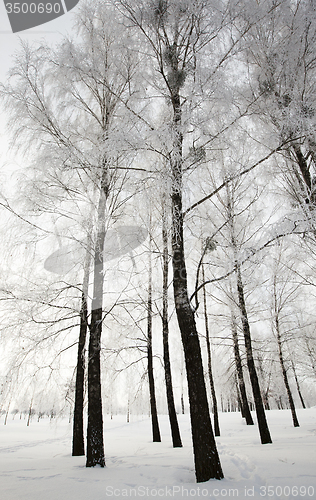 Image of winter forest  