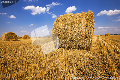Image of  harvest company