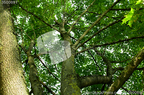 Image of   green tree